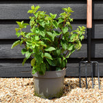 Hydrangea paniculata 'Silver Dollar' - Shrub - Height 40-50cm - 7.5lt