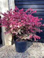 Winged Spindle Tree | Euonymus Alatus - Height 180 - 200cm - 55lt