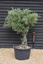 Olive Tree | Olea Europea 1/2 Std Girth 54cm - 255-265cm, 160lt