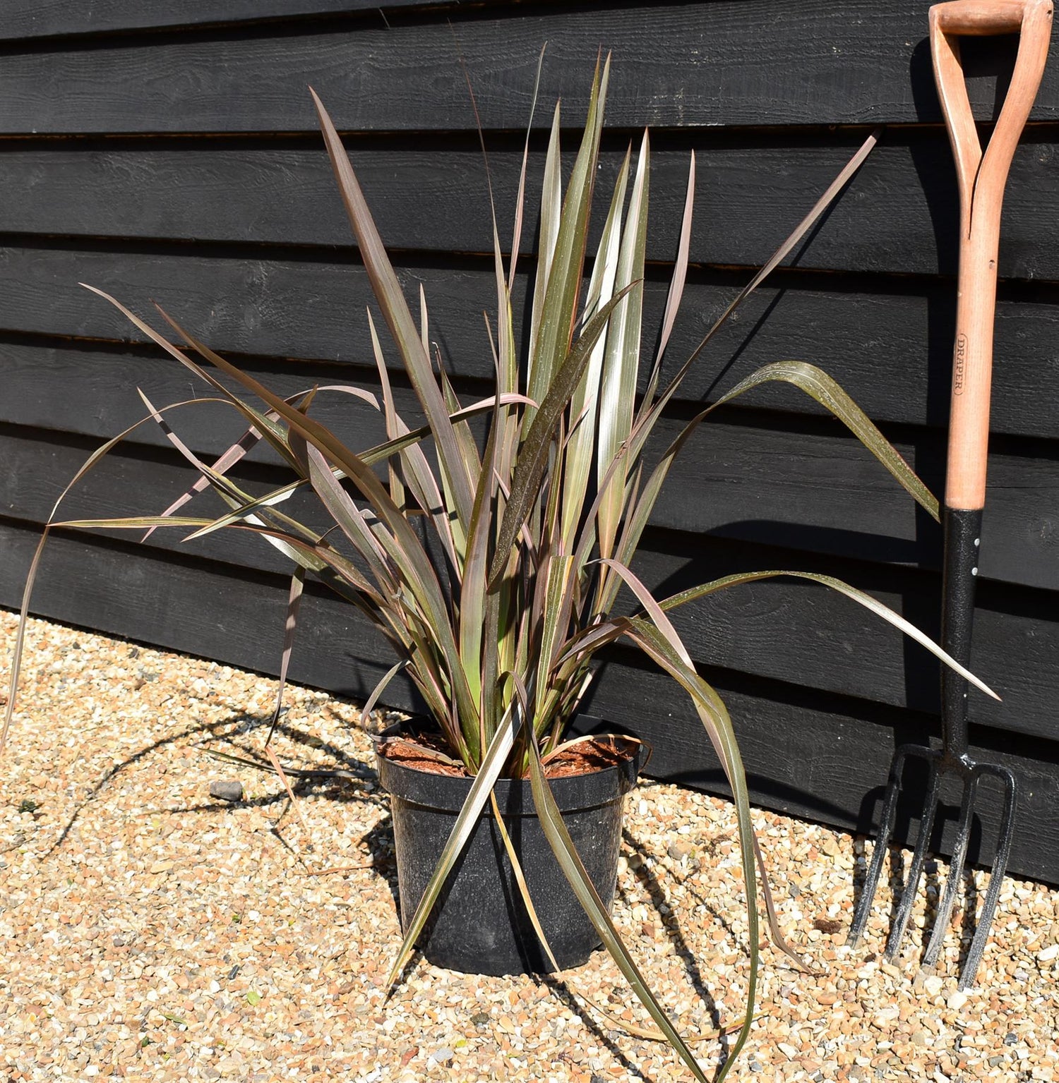 Phormium 'Rainbow Queen' - Height 60-80cm - 10lt