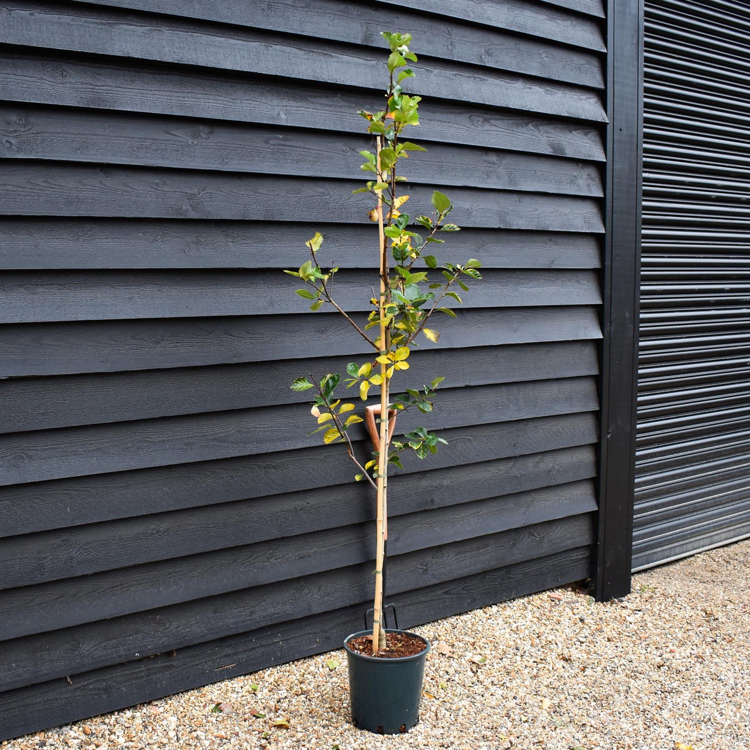 Crataegus Persimilis 'Prunifolia' | Broad-leaved Cockspur Thorn - Height 100-120cm - 12lt