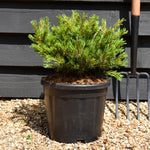 Pinus parviflora 'Linda' - Height20-30cn - Width 35-45cm - 8lt