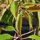 Prunus Marie Mallet | Weeping Marie Mallet - 160-180cm, 20lt