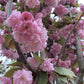 Prunus serrulata 'Kanzan' | Cherry ‘Kanzan’ - Girth 24cm - 400-420cm - 200lt