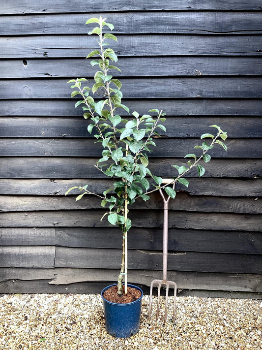 Apple tree 'Blenheim Orange' | Malus domestica - MM106 - Semi-Dwarfing - 150-160cm - 10lt
