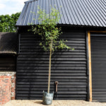 Sorbus aucuparia - Clear Stem 190cm - Girth 10-12cm - Height 400-420cm - 70lt