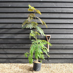 Albizia julibrissin Omberella  | Silk Tree - Height 30-50cm - Shrub - 12lt