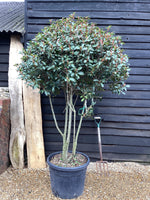 Photinia Red Robin | Christmas berry 'Red Robin' - Parachute - 350-370cm - 110lt