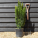 Euonymus japonicus 'Benkomasaki' Shrub - Height 80-100cm - 10lt