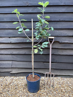 Apple tree 'Red Devil' | Malus domestica - M26 - Semi-Dwarfing - Height 180-190cm - 12lt