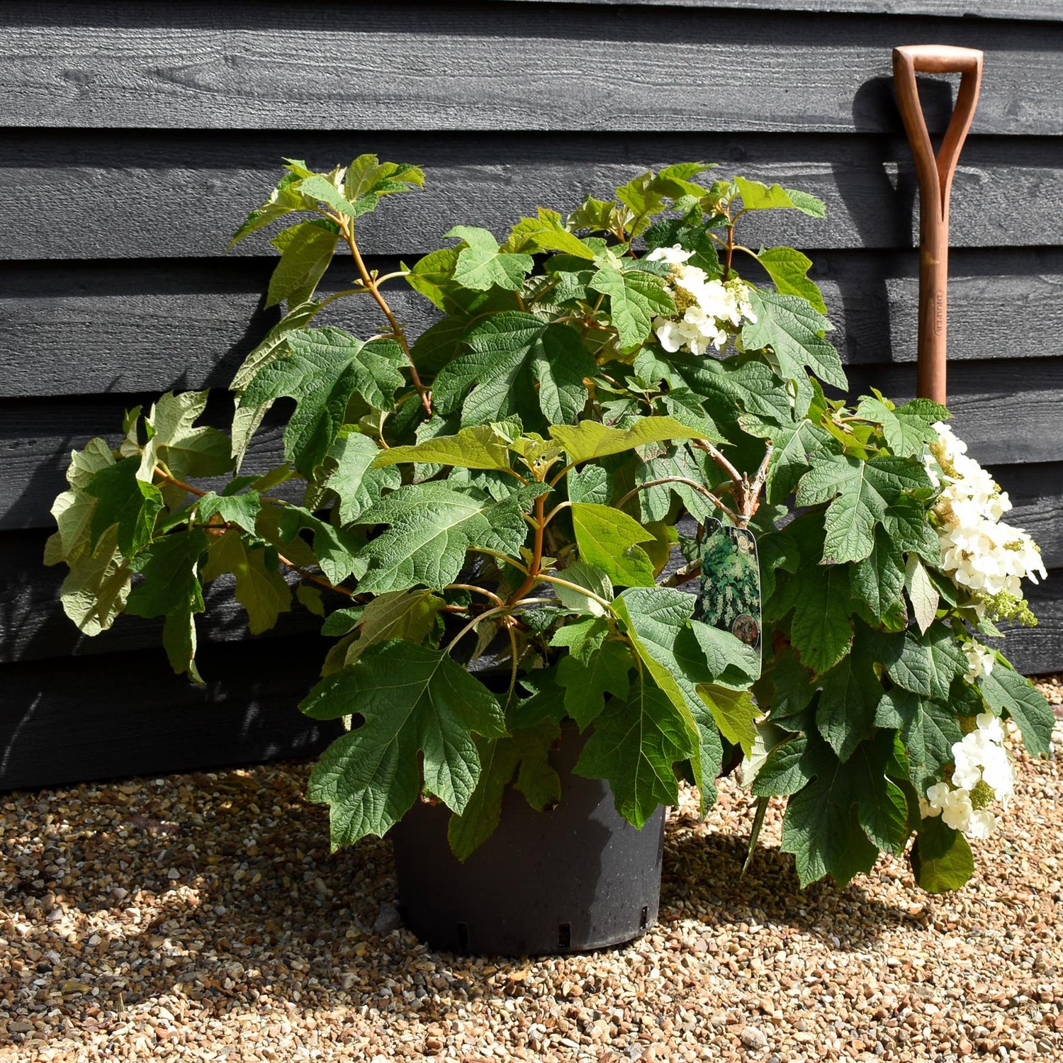 Hydrangea quercifolia | Oak-leaved hydrangea - 60-80cm, 20lt
