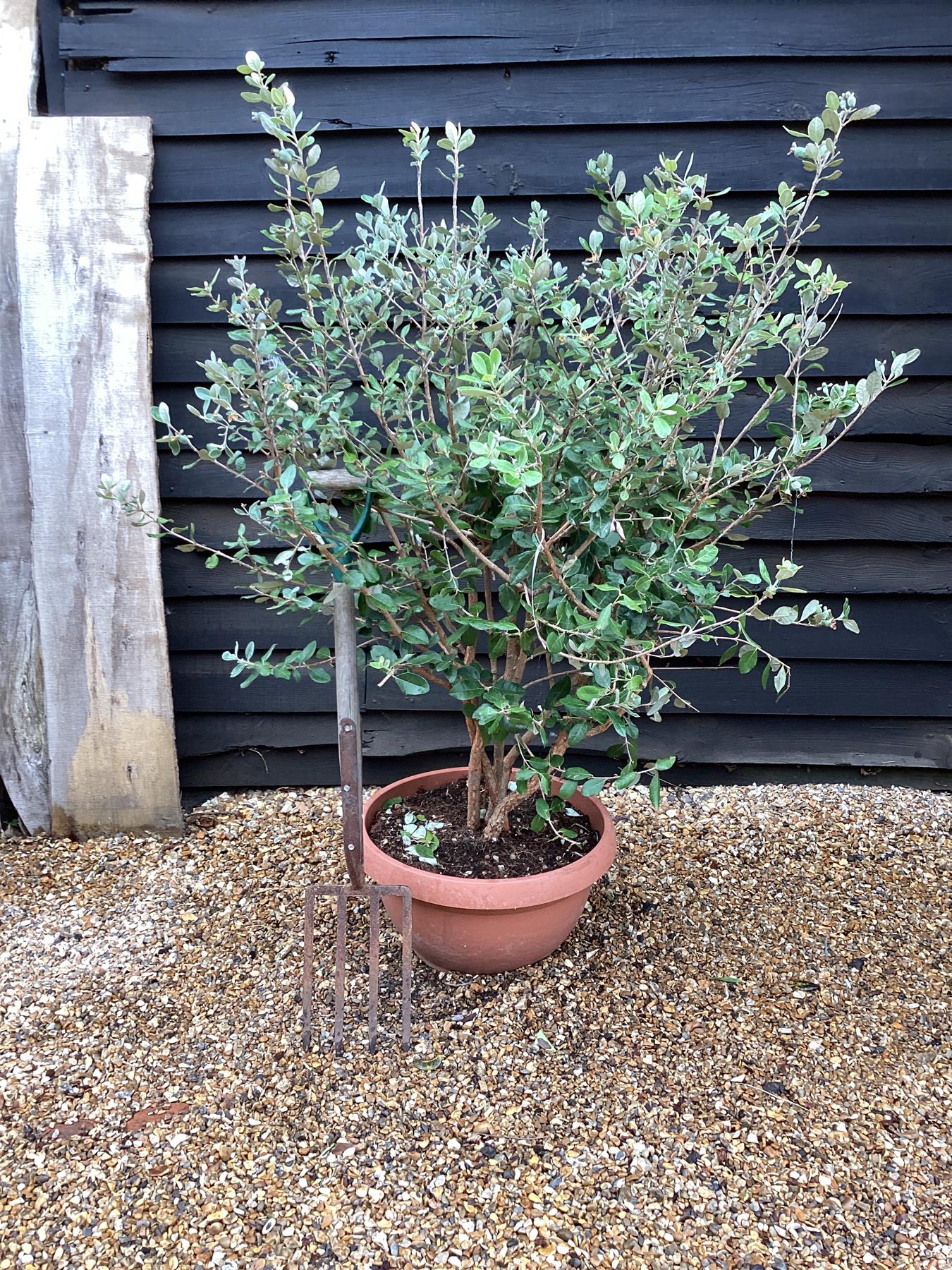 pineapple guava plant uk Feijoa sellowiana | Pineapple Guava - Parachute - Bowl