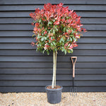 Photinia Red Robin | Christmas berry 'Red Robin' - Girth 8cm - 160cm, 30lt