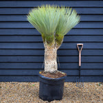 Yucca rostrata - Triple Branch - Trunk 45cm - Height 125cm - 90lt
