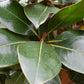 Magnolia grandiflora | Evergreen Magnolia - 300-320cm, 130lt