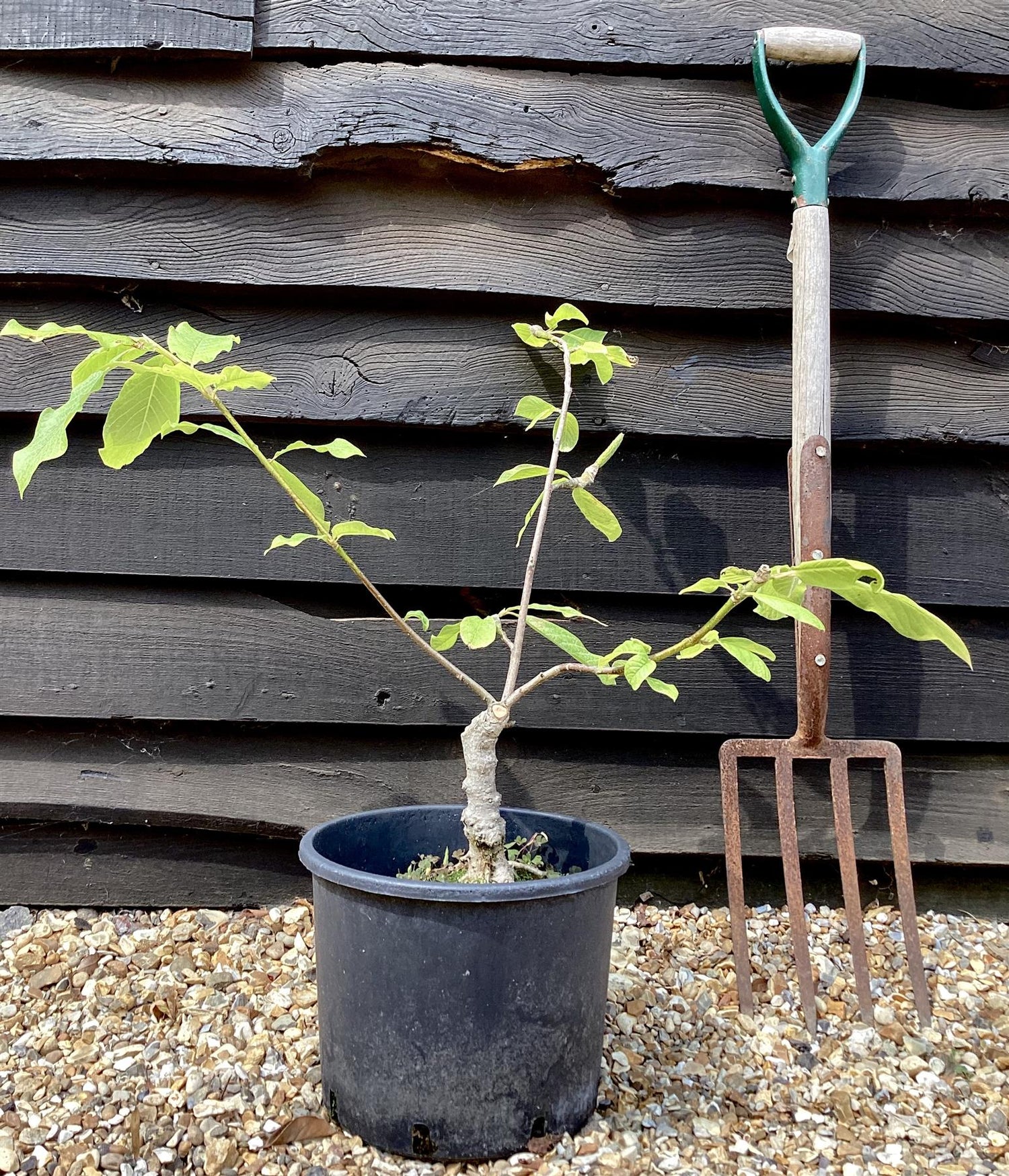 Magnolia 'Iolanthe' - 80-100cm, 5lt