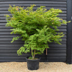 Acer palmatum 'Kogane Nishiki' | Japanese maple Golden Brocade - Specimen Tree - Height 220-230cm - 110lt