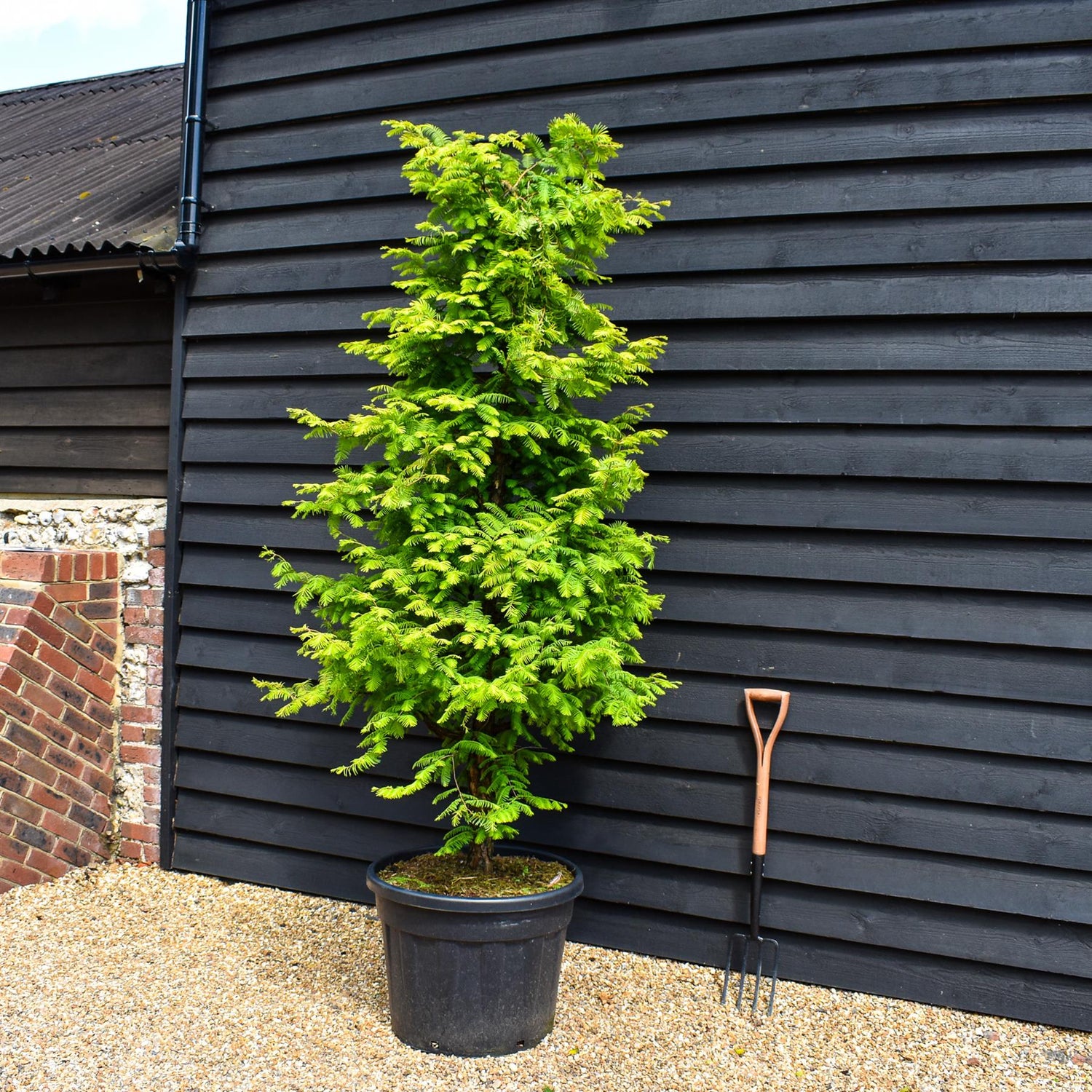 Dawn redwood Amber Glow | Metasequoia glyptostroboides - Topped - Height 200cm - 90lt
