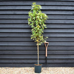 Acer Rubrum ' Armstrong Gold' - Height 180-210cm - 12lt