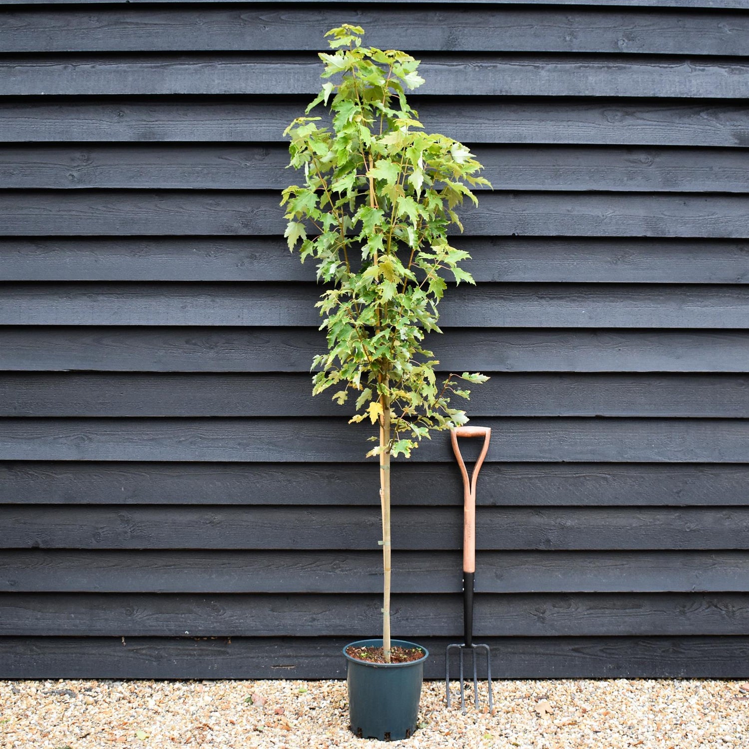 Acer Rubrum ' Armstrong Gold' - Height 180-210cm - 12lt