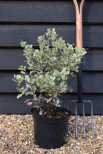 Pittosporum tenuifolium 'Elizabeth' - 40-60cm - 5lt