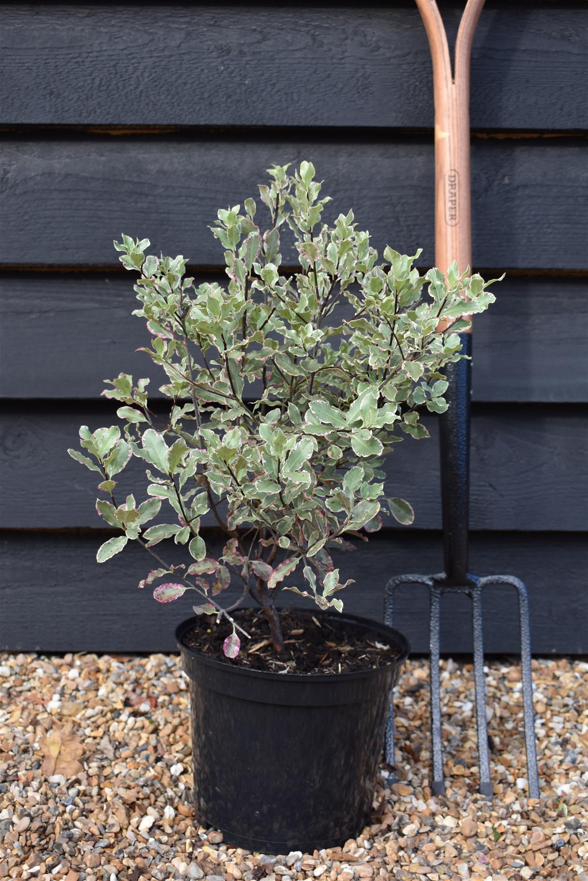 Pittosporum tenuifolium 'Elizabeth' - 40-60cm - 5lt