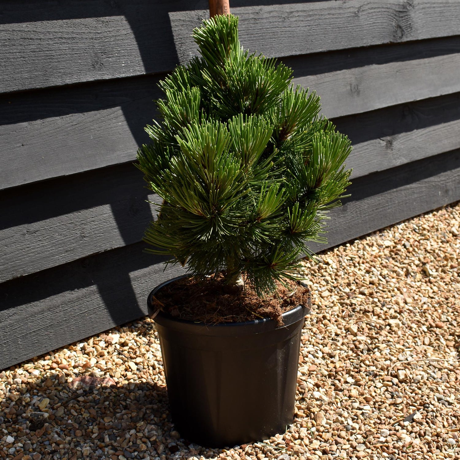 Pinus leucodermis 'Irish Bell' - Height 40-50cm - 8lt