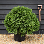 Cryptomeria japonica | Japanese Cedar - Bushy - Height 60 cm - 25lt
