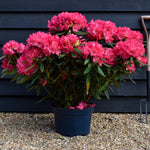 Rhododendron 'Ana' - Shrub - Height 65-75cm - Width 80-90cm - 15lt