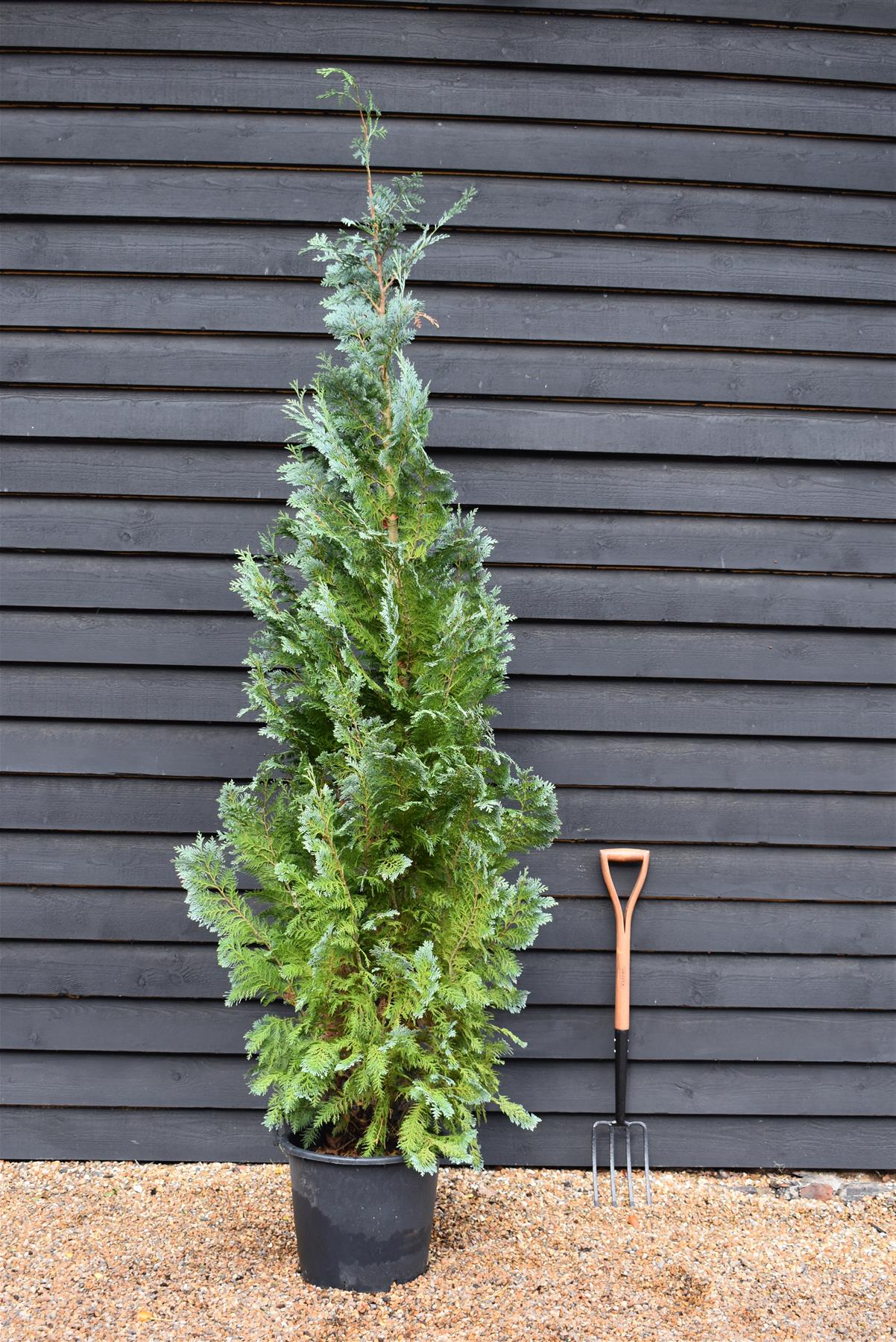 Chamaecyparis lawsoniana 'Columnaris' | False Cypress - Height 220-260cm - 30lt