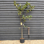 Quince 'Vranja' | Cydonia oblonga 'Vranja' - Height 180-200cm -12lt
