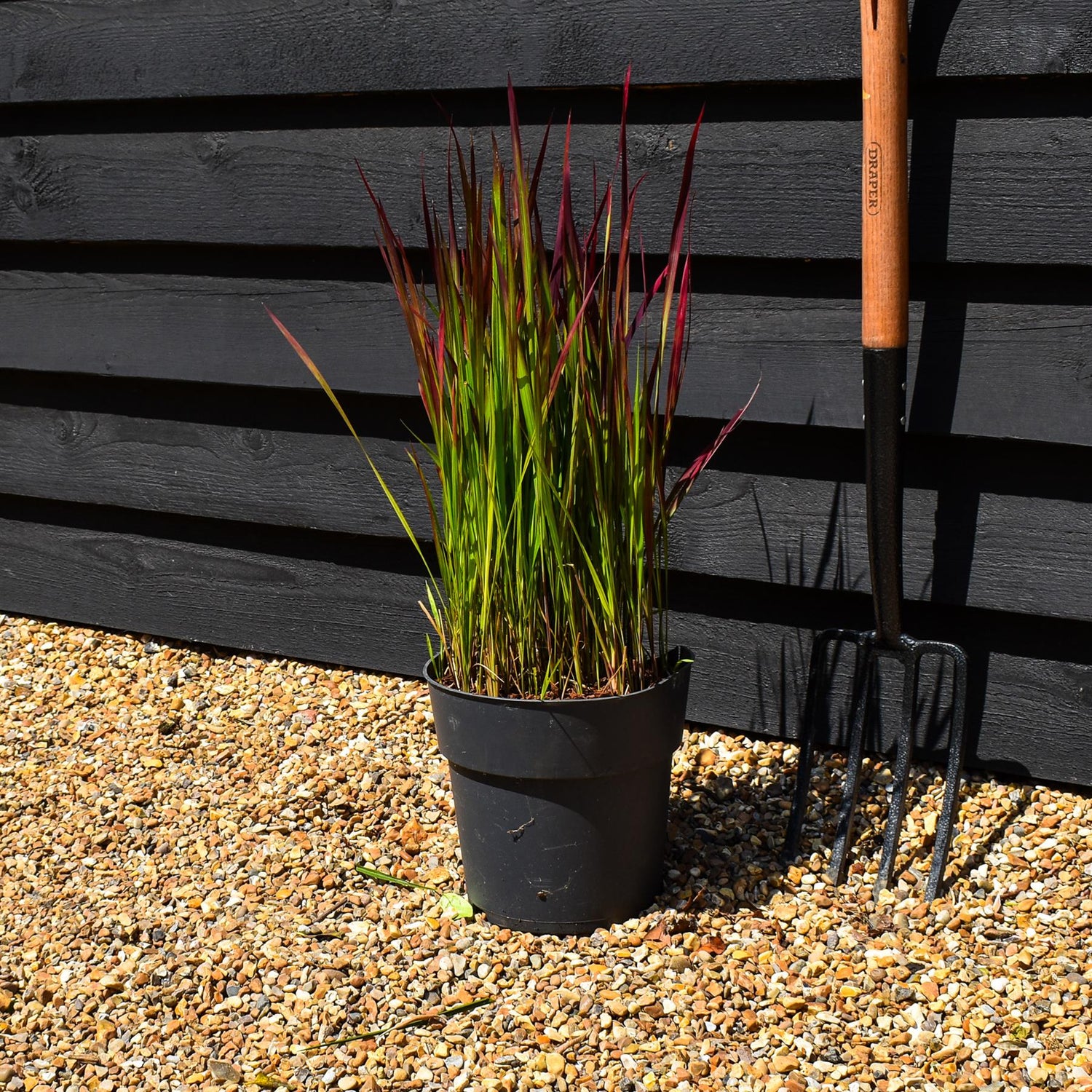 Imperata cylindrica 'Red Baron' | Japanese Blood Grass - Height 50-60cm - 6.5lt