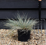 Blue Fescue | Festuca Glauca 'Elijah Blue' - Height 20-25cm Width 20-30cm - 3lt