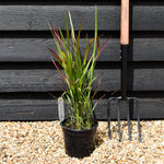 Imperata cylindrica 'Red Baron' | Japanese Blood Grass 20-30cm - 2lt