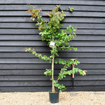 Parrotia persica | Iron Tree - 170-200cm - 12lt