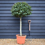 Prunus lusitanica 'Myrtifolia' Portuguese Laurel - Clear Stem 70cm - Height 140cm - 30lt
