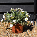 Convolvulus cneorum | Silver Bush - Height 15-35cm - 3lt
