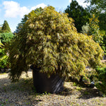 Acer palmatum 'Tamukeyama' | Purple Threadleaf Japanese maple - Girth 32cm - 200-220cm - 375lt