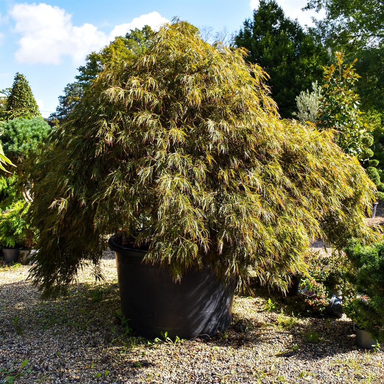 Acer palmatum 'Tamukeyama' | Purple Threadleaf Japanese maple - Girth 32cm - 200-220cm - 375lt