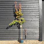 Prunus Tai Haku | Great White Cherry - Height 160-200cm - 12lt