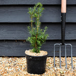 Taxus Media Densiformis - Height 30-60cm - 3lt