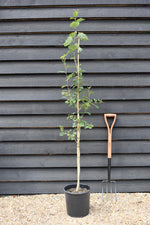 Aspen | Populus tremula - Height 130-160cm - 2-3 years old - Pot Grown - 10lt