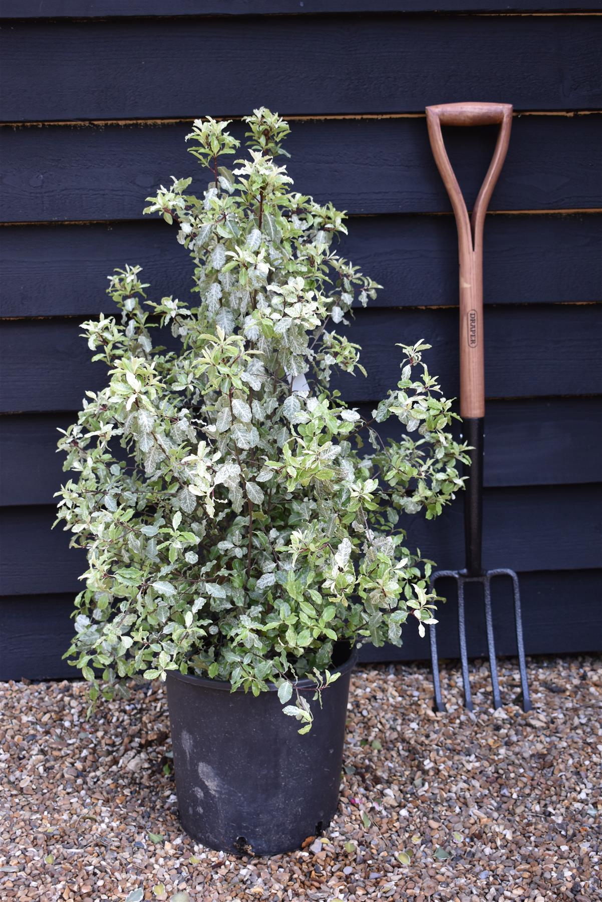 Pittosporum Irene Paterson - 80-100cm - 12lt