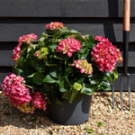 Hydrangea Original Mophead - Red | Red Hydrangea Height 30-40cm - Width 50cm - 12lt