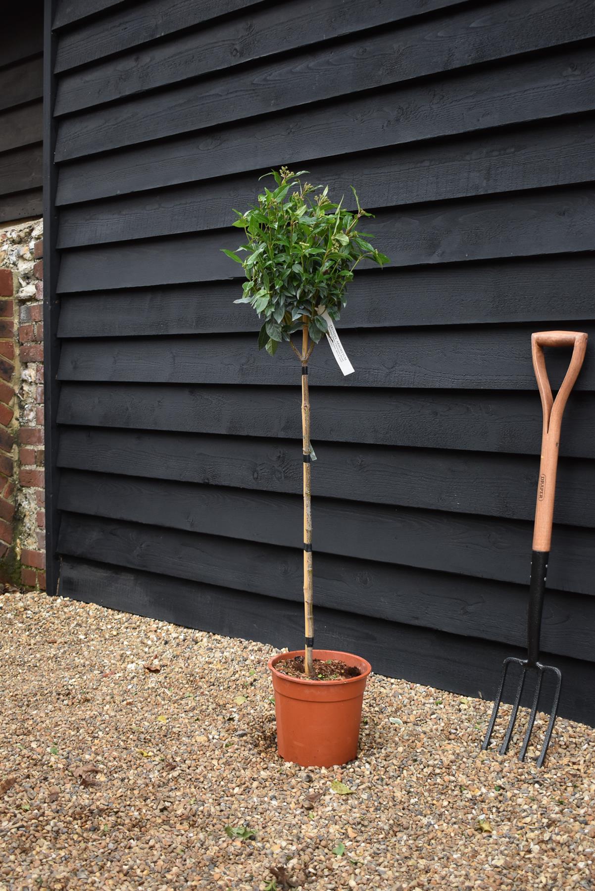 Viburnum tinus Spirit - Clear Stem 75cm - Height 110cm - 7lt