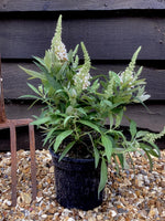 Buddleja 'Butterfly Candy Little White' | Butterfly Candy Little White 10-20cm - 3lt
