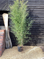 Phyllostachys bissetii | Bisset's Bamboo - 290-300cm, 30lt
