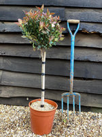 Photinia Chico | Christmas Berry ‘Chico’ - Clear Ministem 40cm - Height 80cm - 7lt