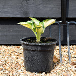 Hosta 'Great Expectations' - Height 15-25cm - Perennial - 2lt