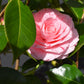 Camellia William Bartlett - 80-100cm - 25lt